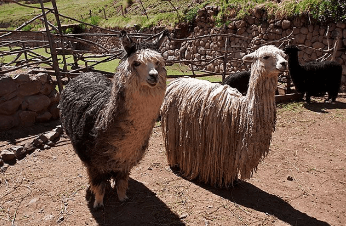 A huacaya alpaca, left, and a suri alpaca.