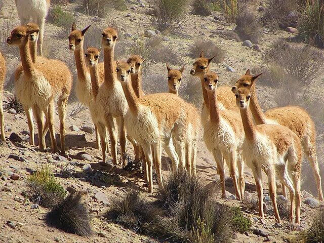Vicuñas near Arequipa, Peru | Photo: Wikipedia